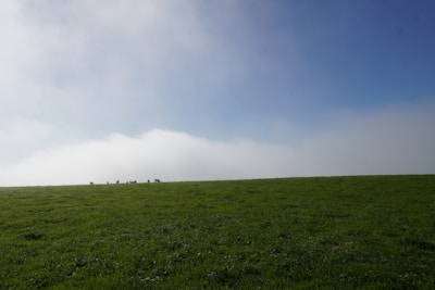Pasture land with grazing cattle under a clear blue sky.
