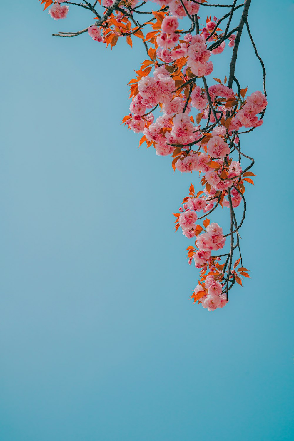 a tree branch with pink flowers against a blue sky