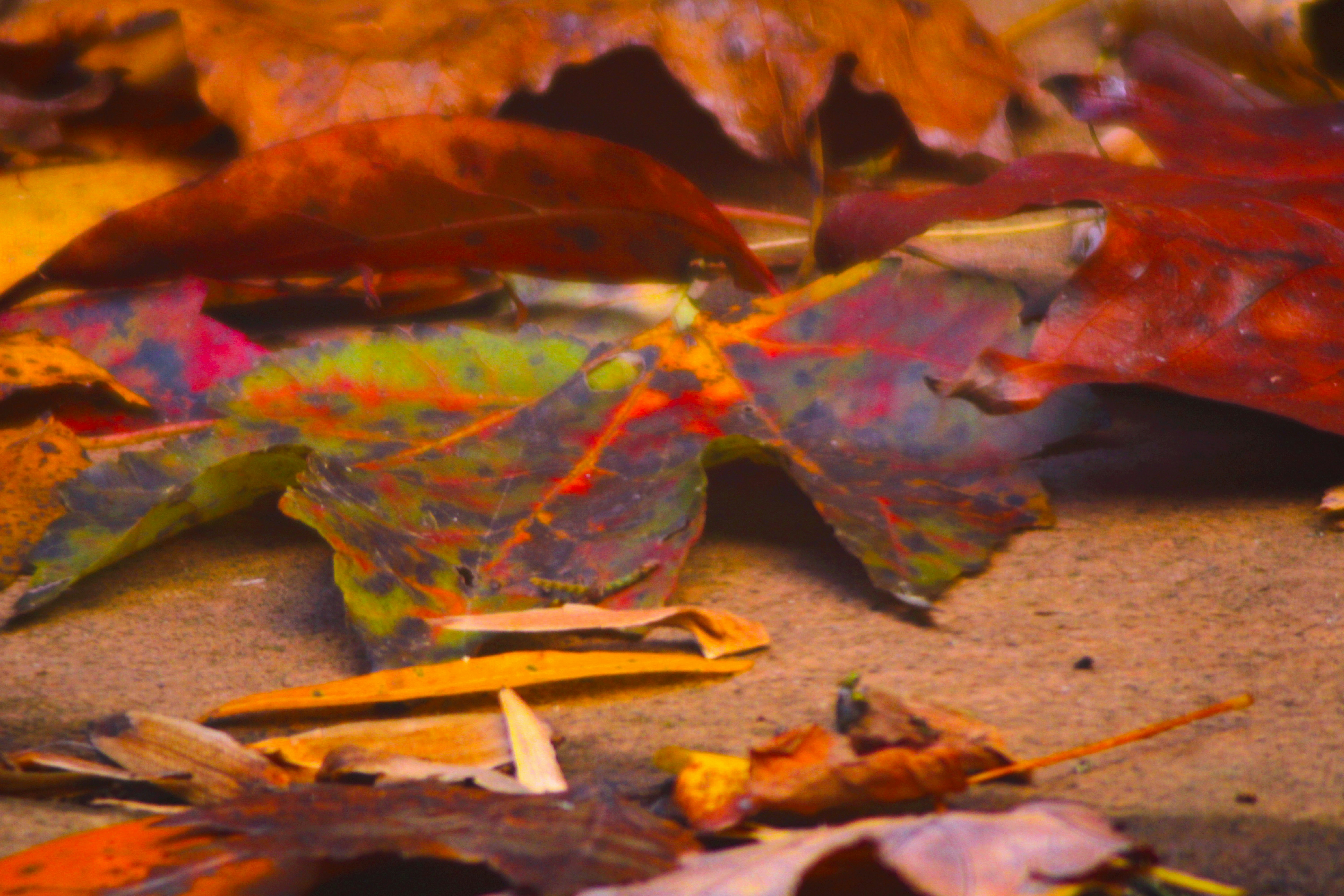 Photo by ashlynnephotos