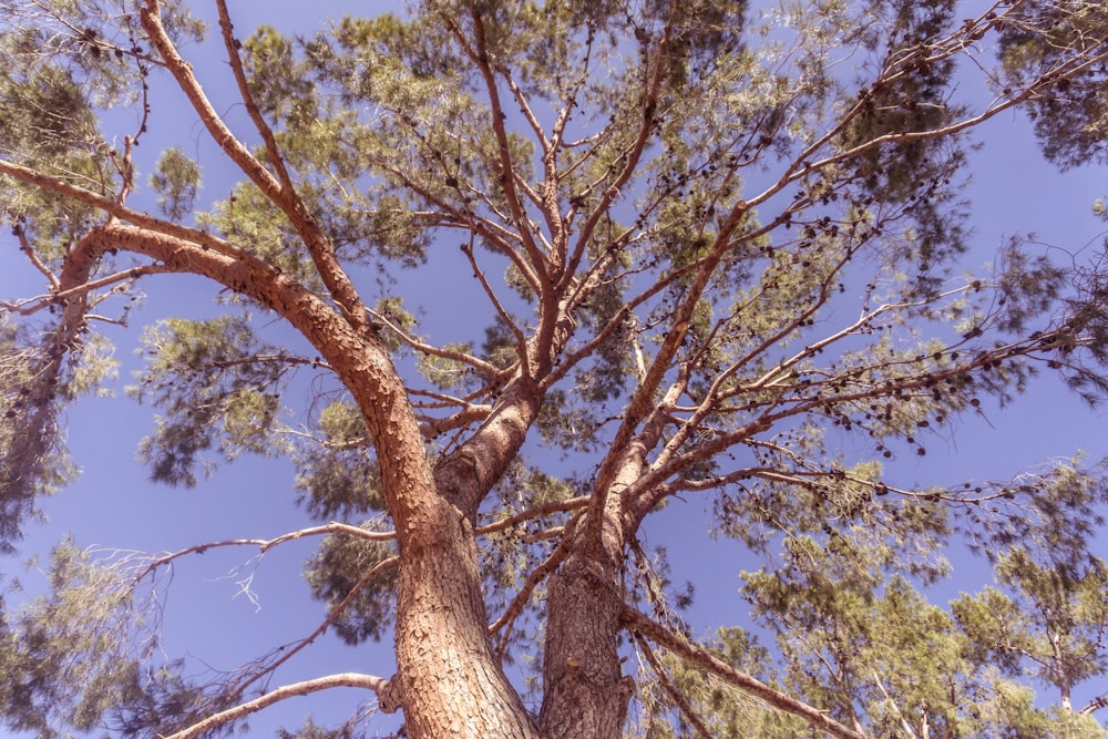 a tall tree with lots of green leaves