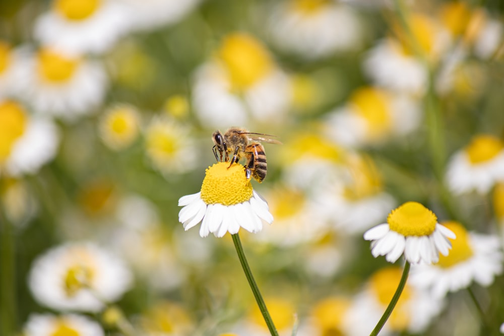 a bee sitting on a flower in a field of daisies