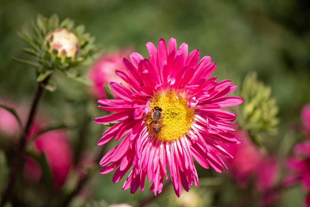 uma flor rosa com uma abelha sobre ela