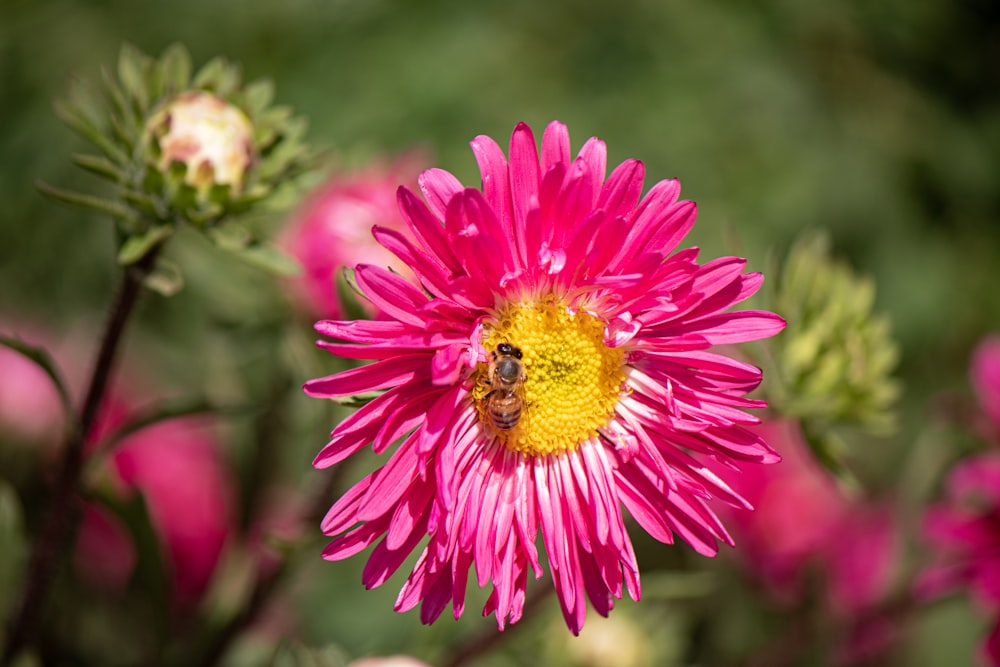 a pink flower with a bee on it