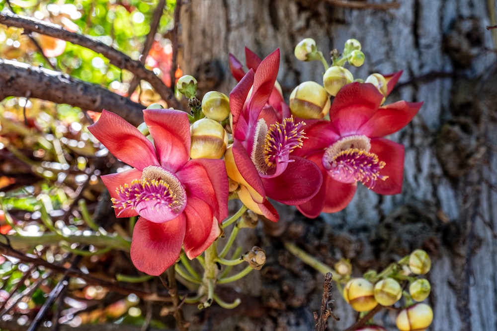 a close up of a flower on a tree