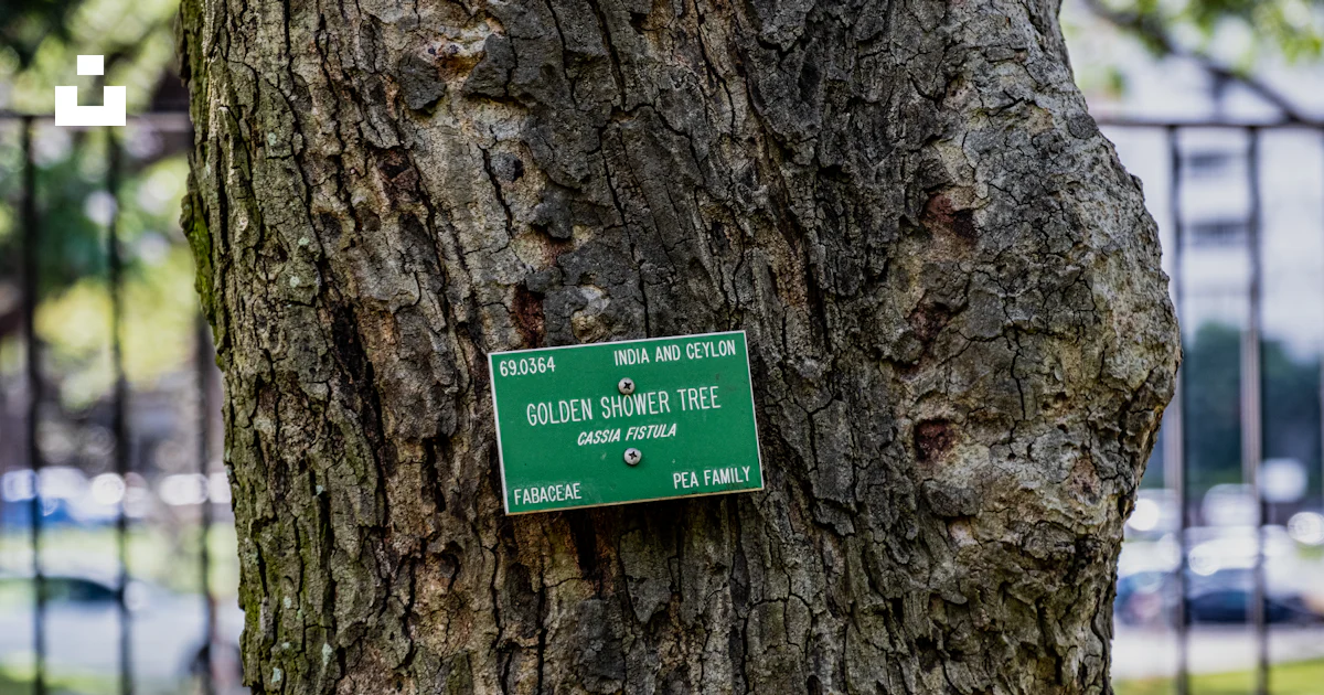 Tree Mark Sign A green street sign attached to a tree photo – Free Hi Image on Unsplash