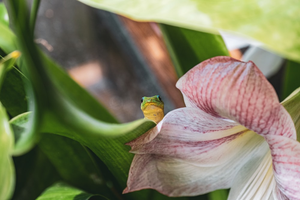 ピンクの花の上に座っている緑のカエル