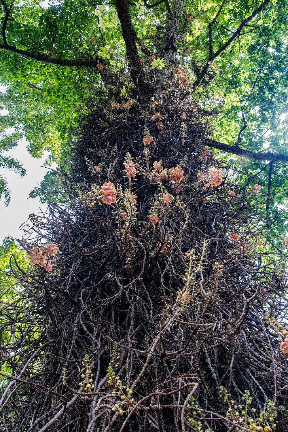 a very tall tree with lots of branches and flowers