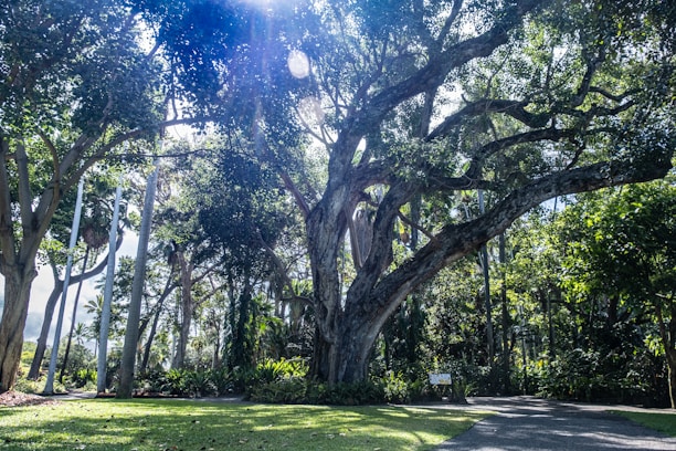 A friendly arborist gently inspecting a large oak tree in a sunlit forest.