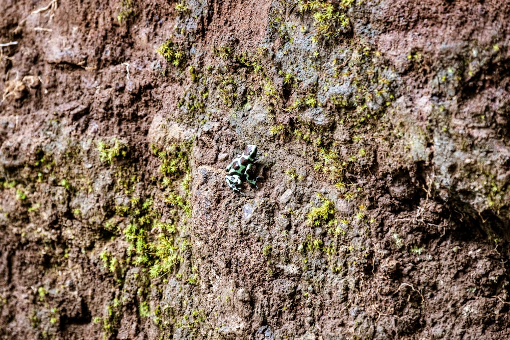 Un primer plano de una roca con musgo verde creciendo en ella