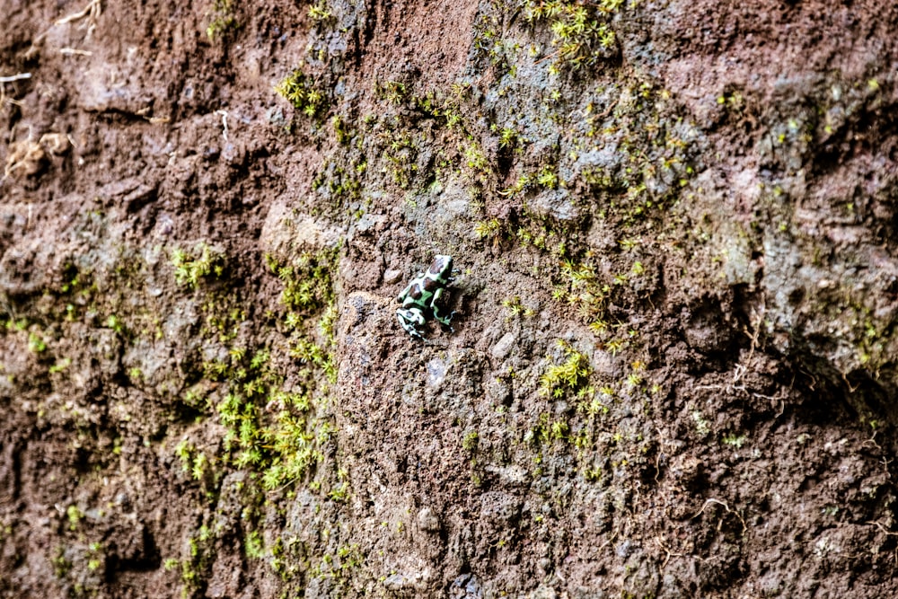 a close up of a rock with green moss growing on it