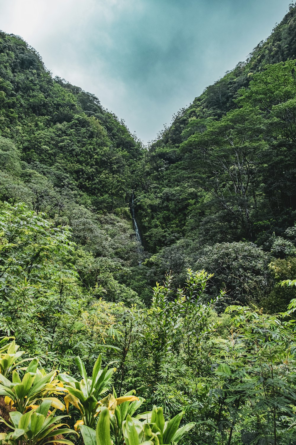 a lush green forest filled with lots of trees