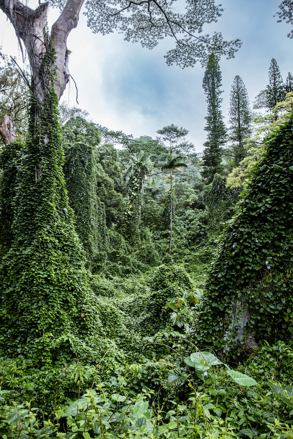 uma floresta verde exuberante cheia de muitas árvores