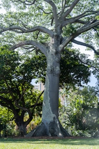 a large tree in the middle of a park