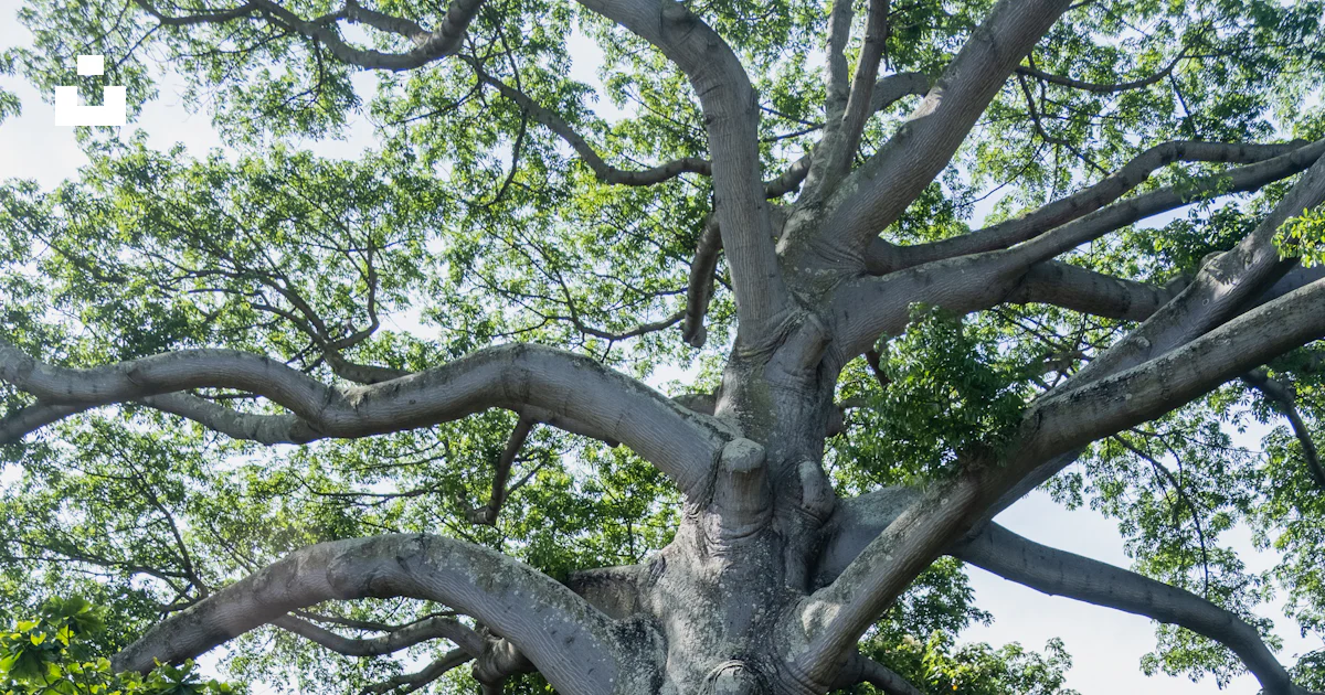 Foto Un gran árbol en medio de un parque – Imagen Hola gratis en Unsplash