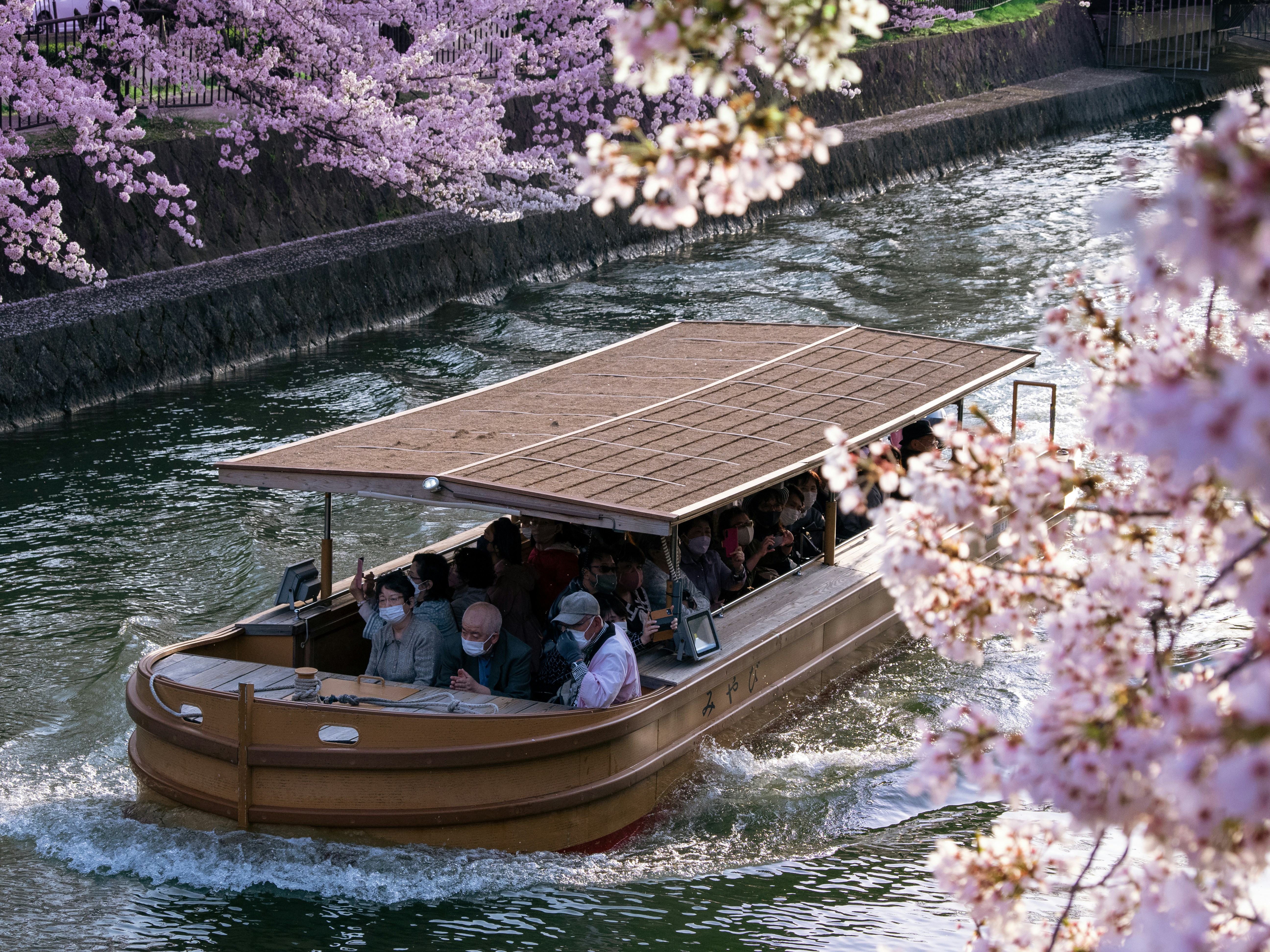 Spring travel in Japan during sakura season