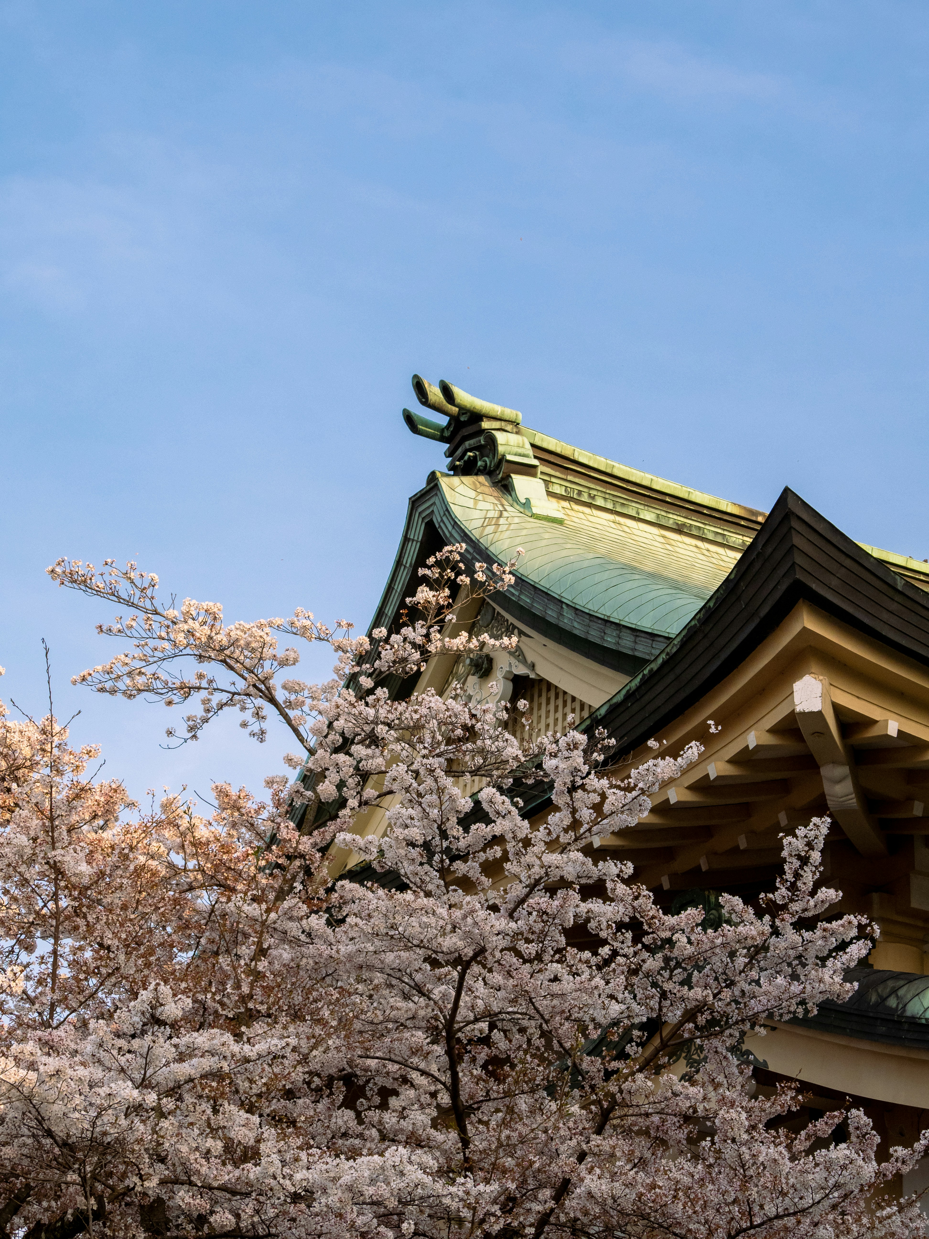 Photo by shellingfordyu