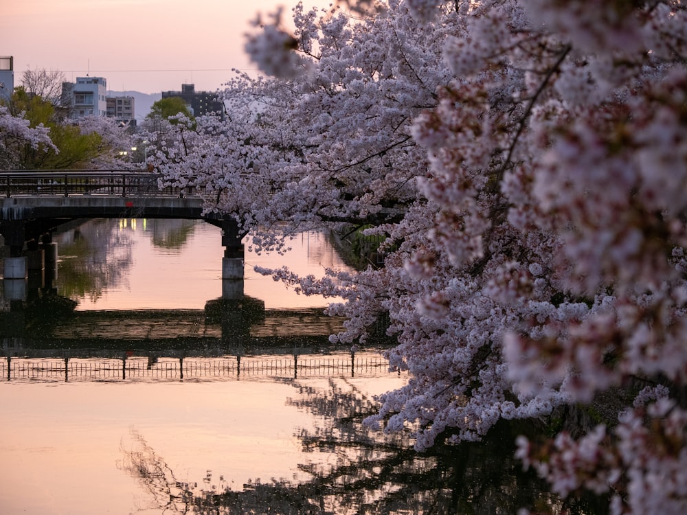 a river with a bridge and trees in bloom