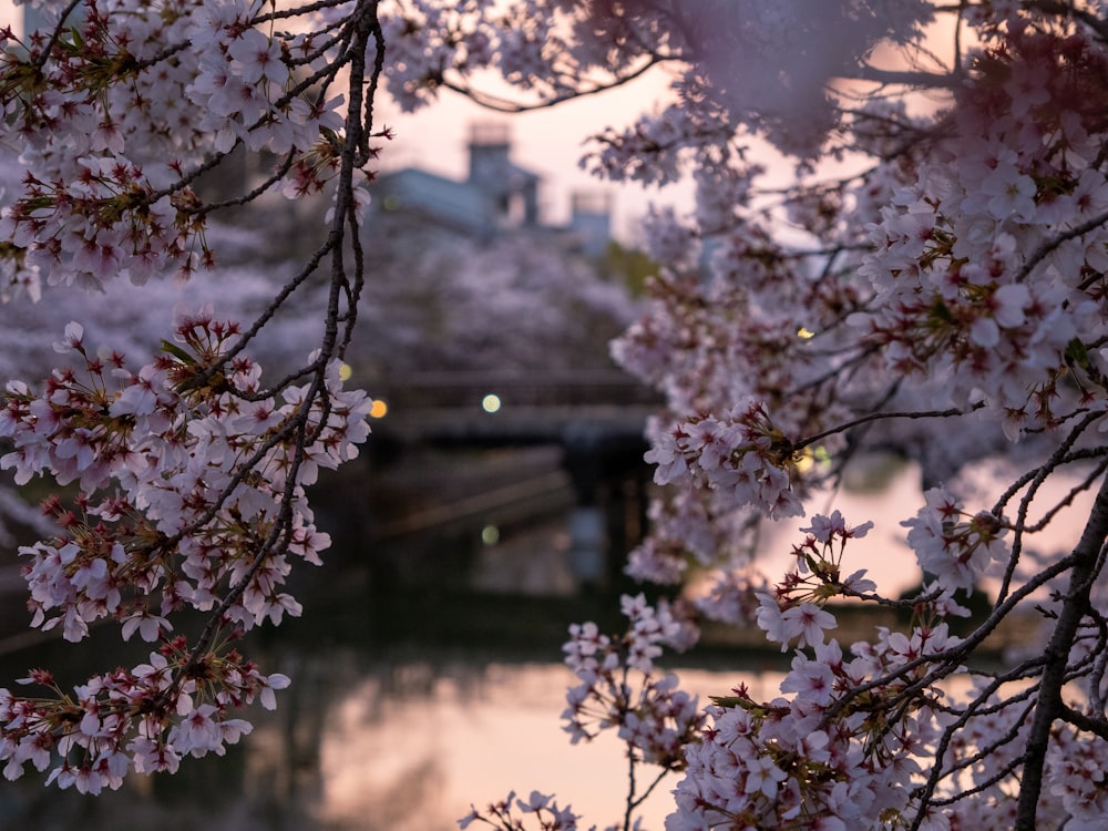 a bunch of flowers that are on a tree