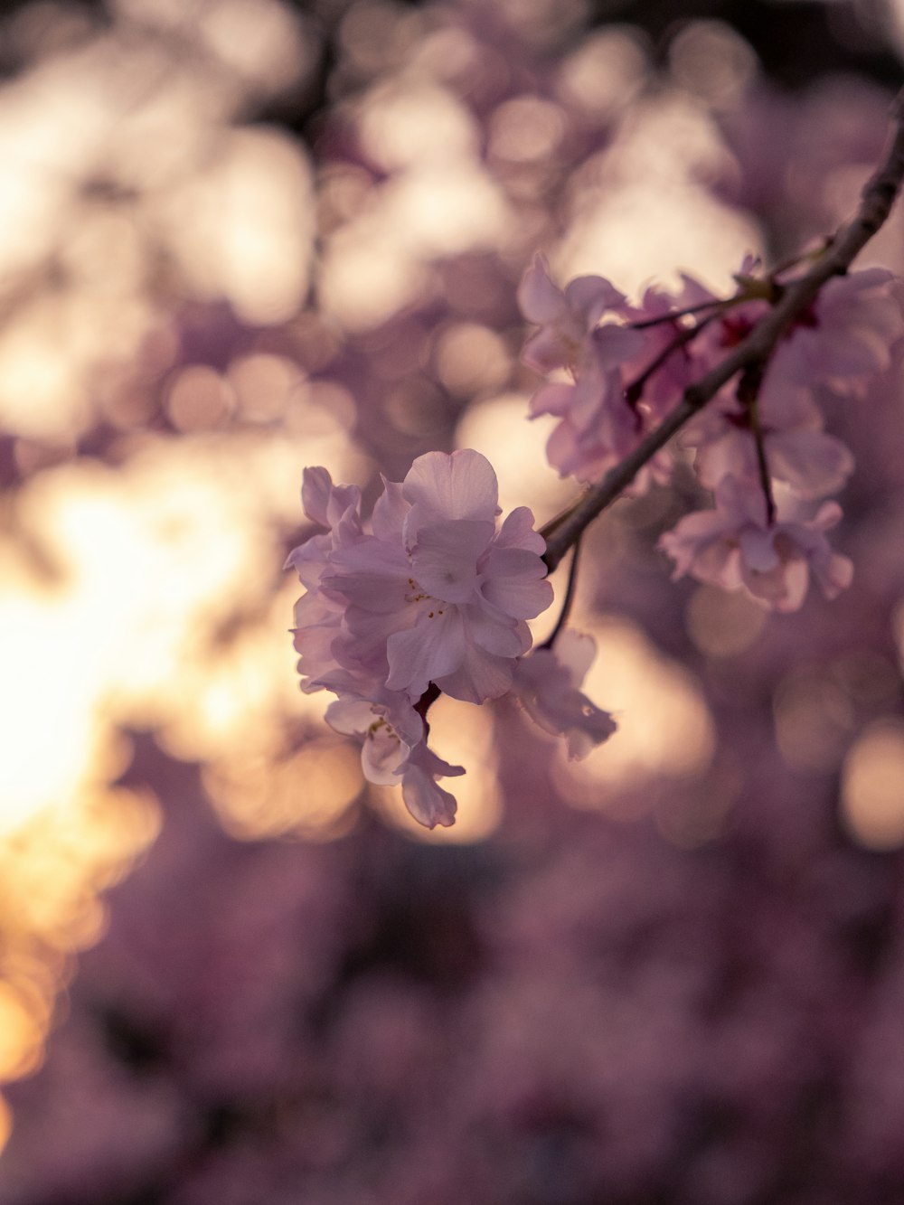 a close up of a flower on a tree