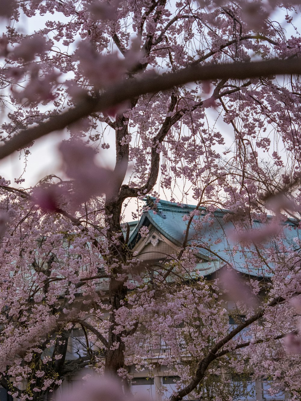 a tree with pink flowers in front of a building