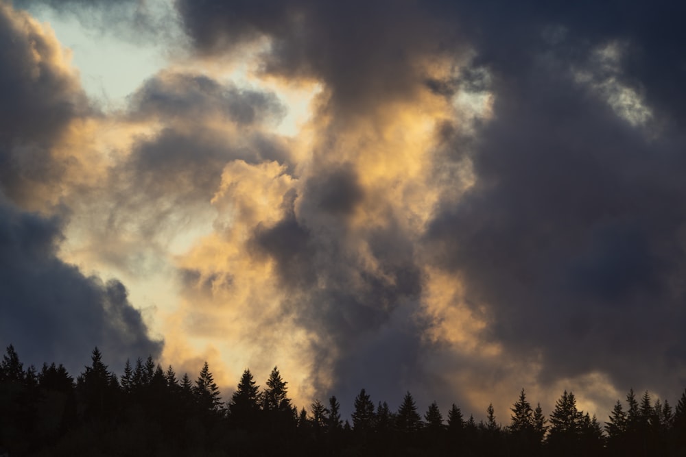 a group of trees under a cloudy sky