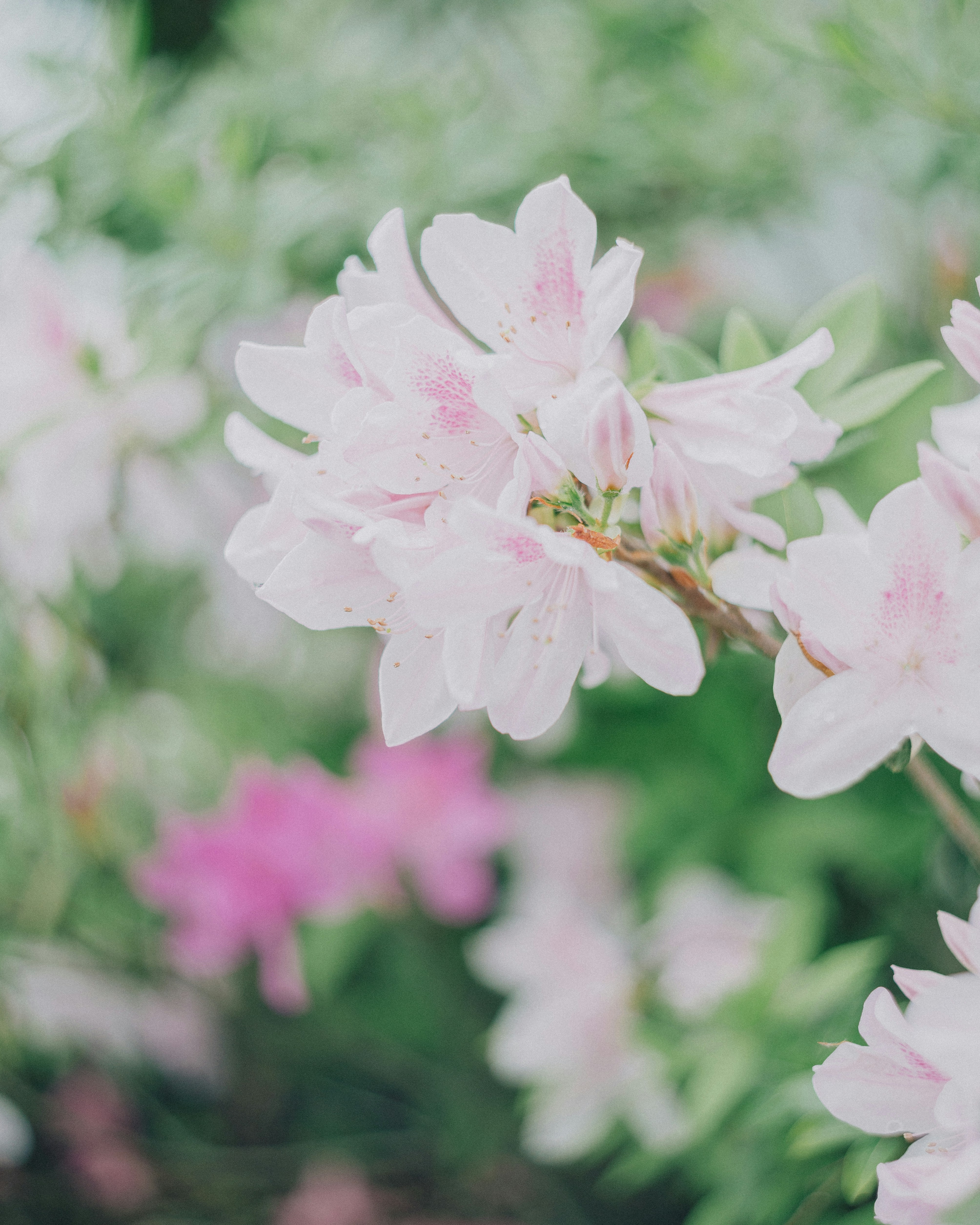 Photo by taiyoushounen