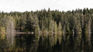 a forest filled with lots of trees next to a lake