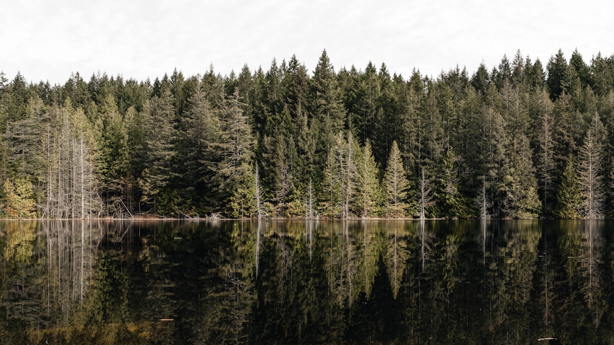 a forest filled with lots of trees next to a lake