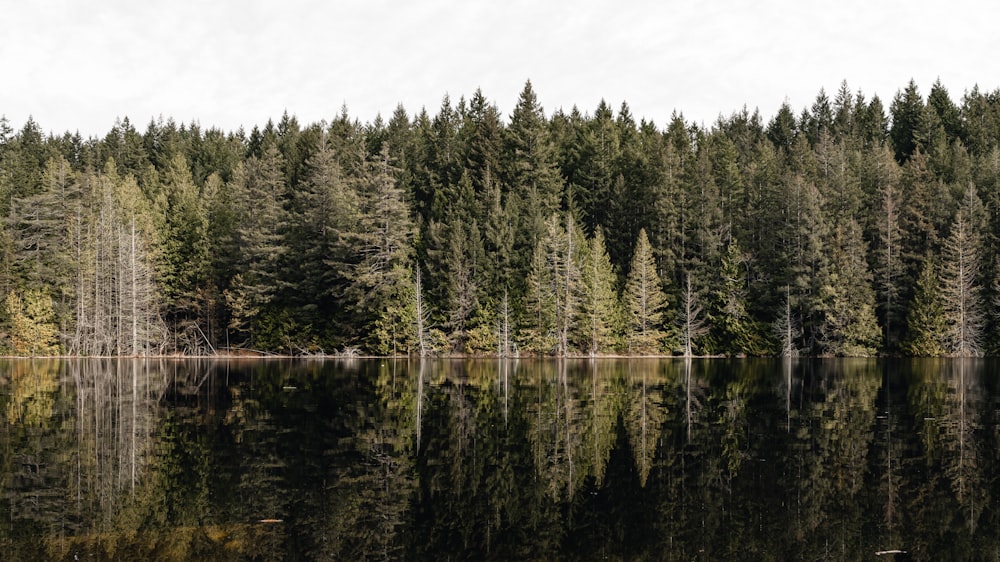 a forest filled with lots of trees next to a lake