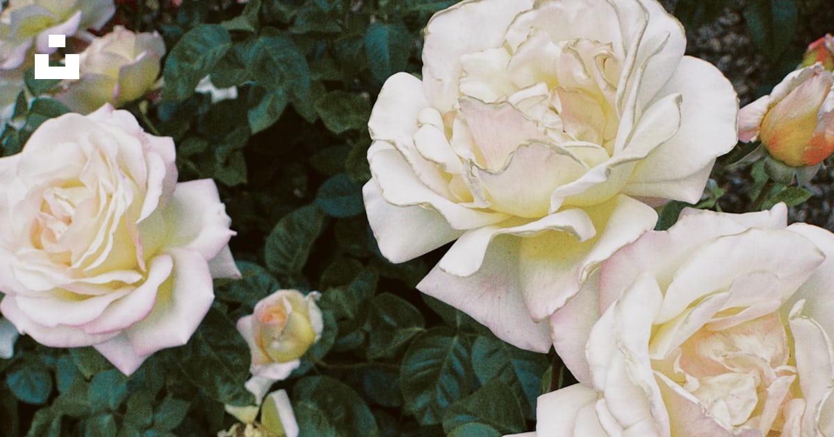 A bunch of white roses growing in a garden photo – Free Rose Image on ...