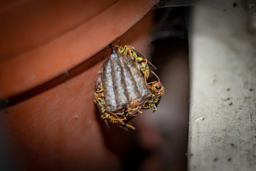 a close up of a bug on a plant