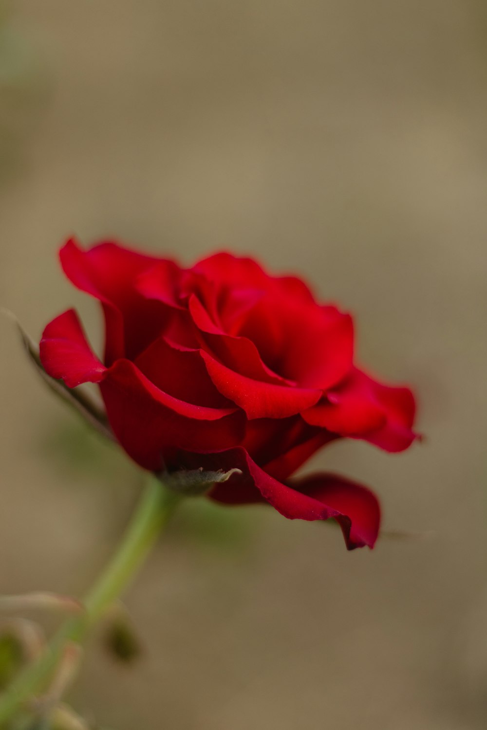 a close up of a single red rose