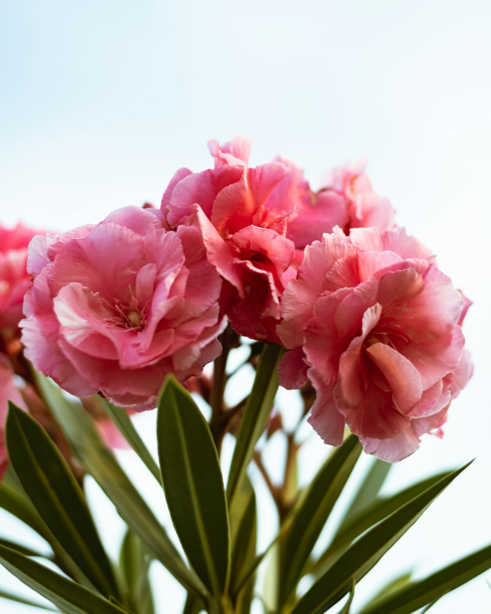 a bunch of pink flowers in a vase