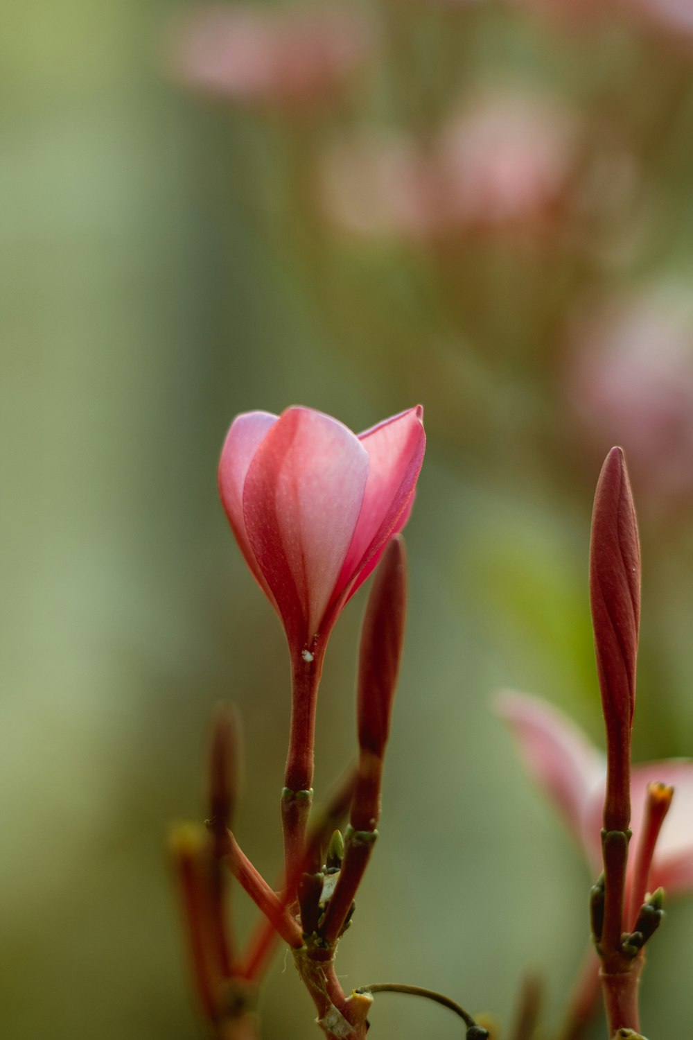 a close up of a flower with a blurry background