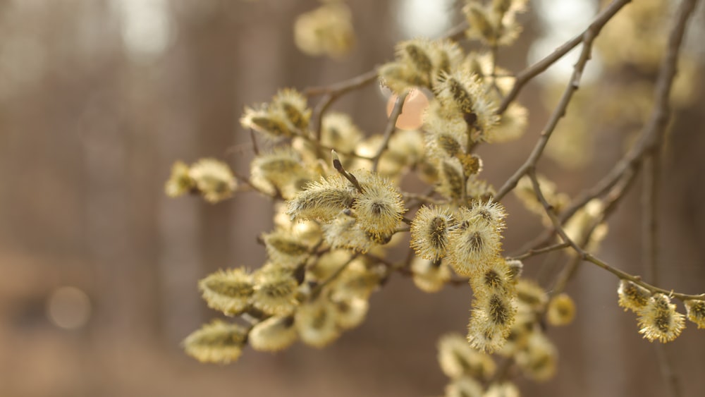 a close up of a tree with yellow flowers