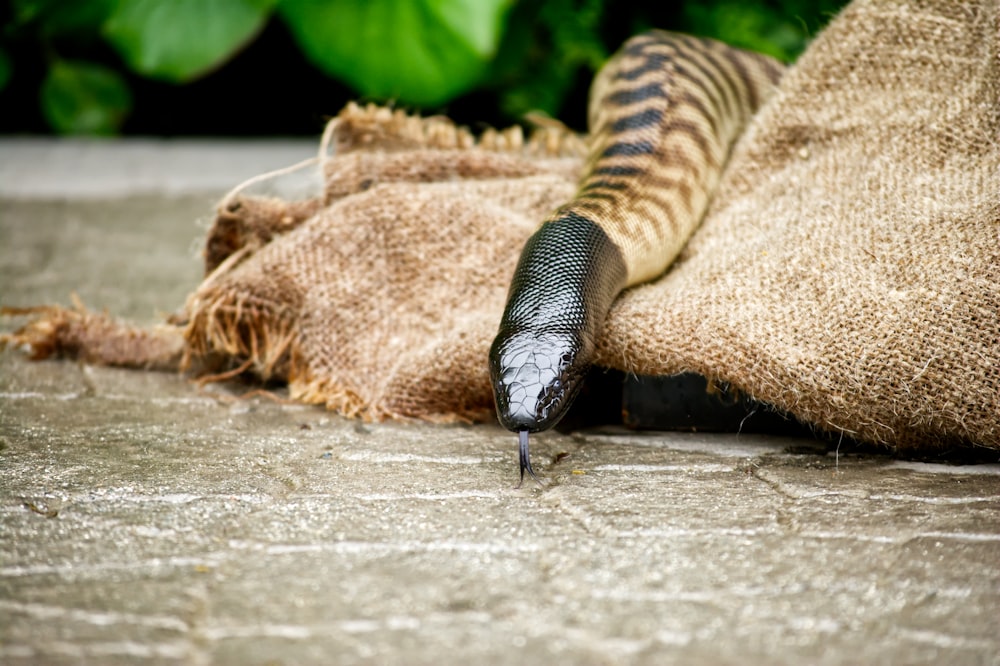 a snake crawling out of a bag on the ground