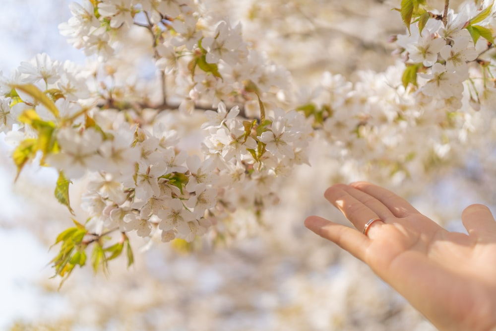 a person's hand reaching up towards a flowering tree