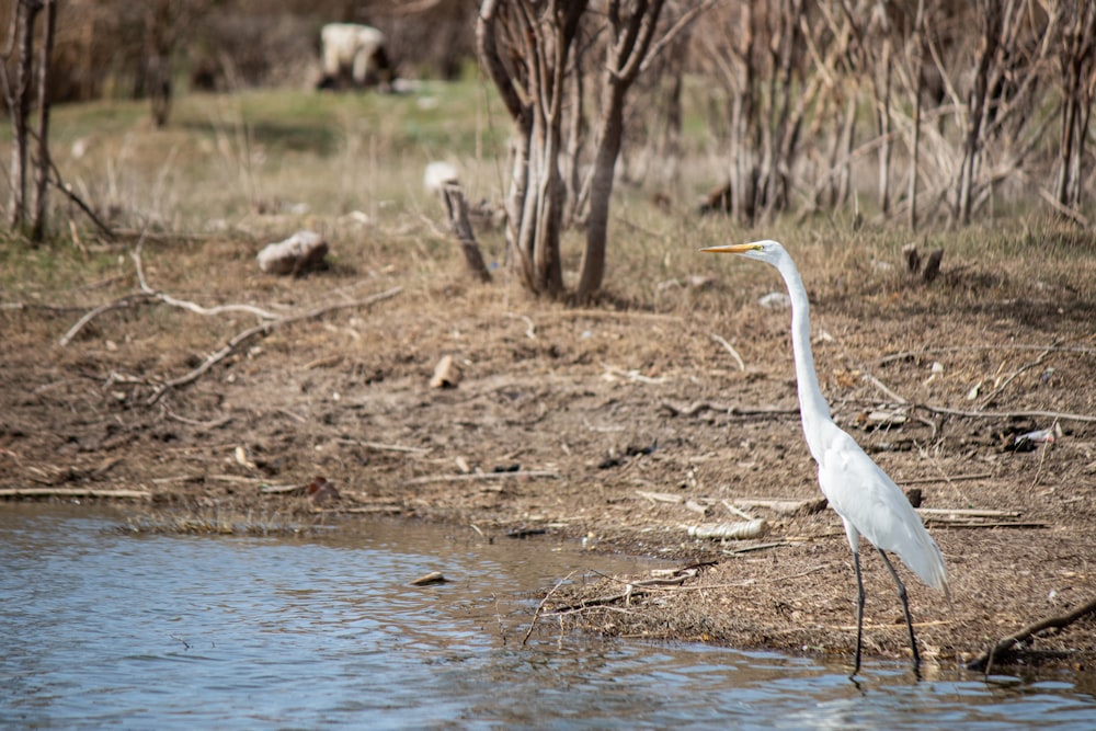 a white bird is standing in the water