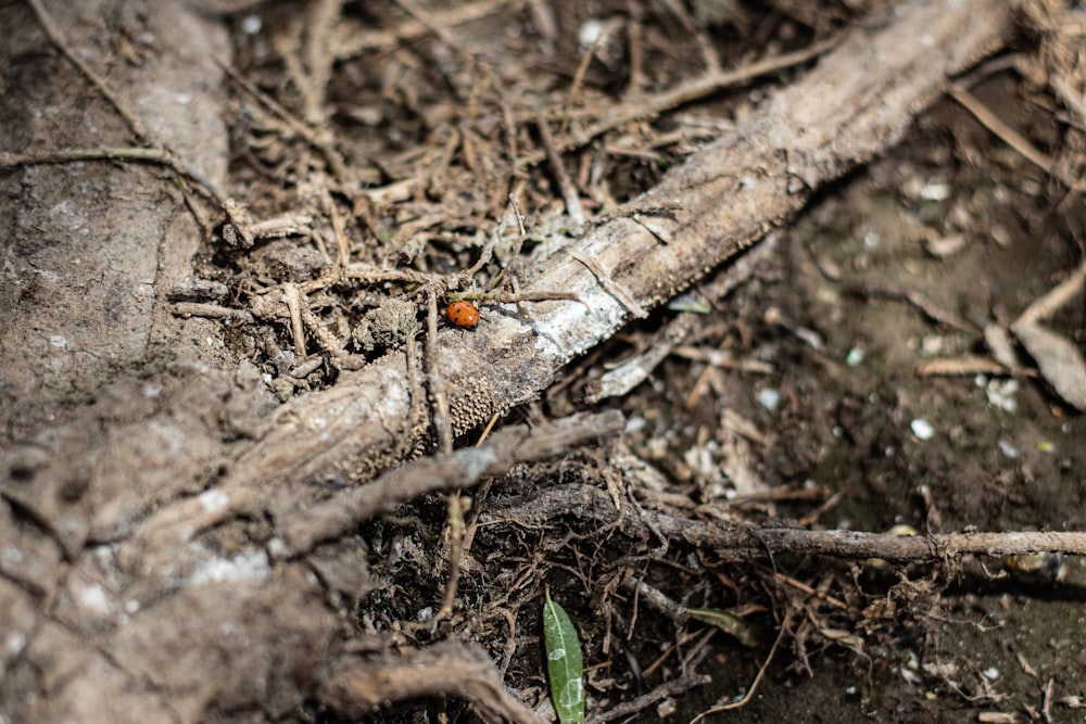 a small red bug crawling on the ground