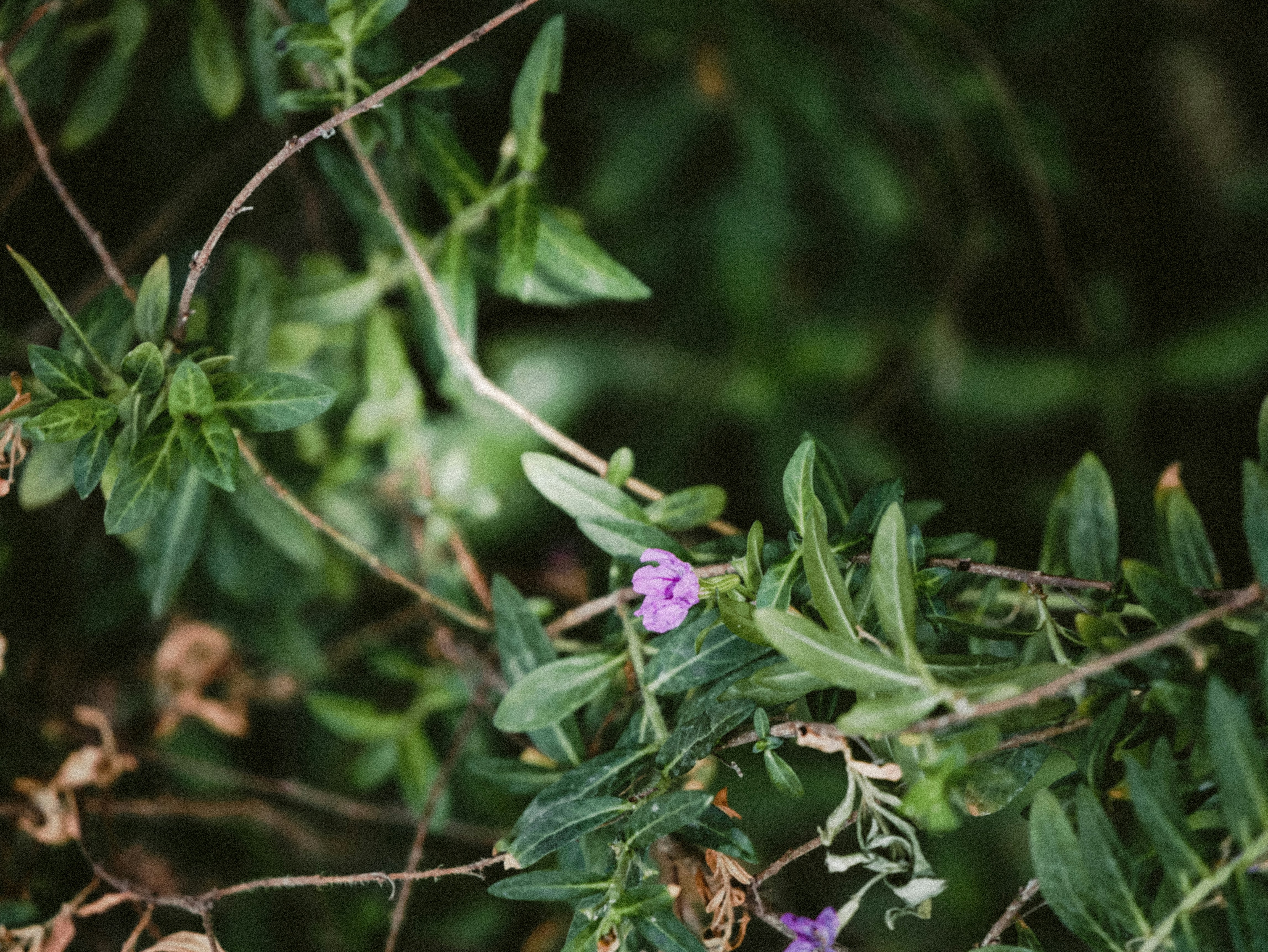 Photo by shotssbyluna
