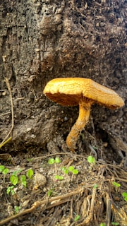 A mushroom with a textured brown cap is growing from the base of a tree trunk. The bark of the tree is rough and dark, and small green plants are emerging from the soil around the mushroom, suggesting a forest floor environment.