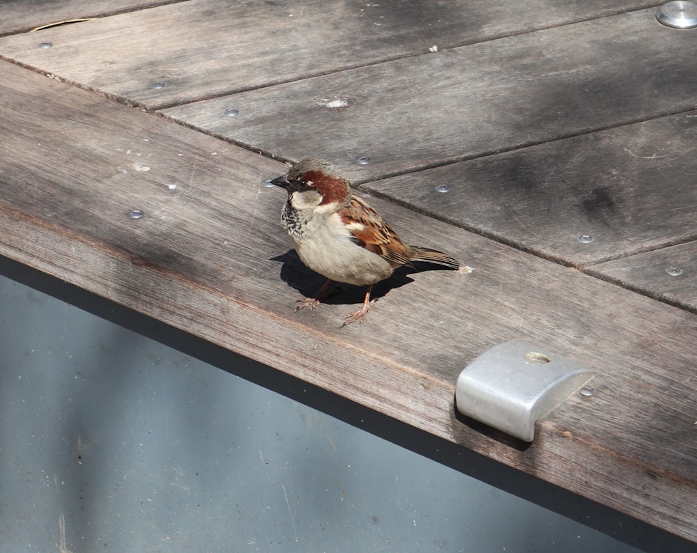 a bird sitting on top of a wooden table