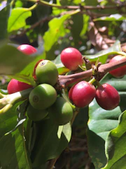 a close up of some berries on a tree