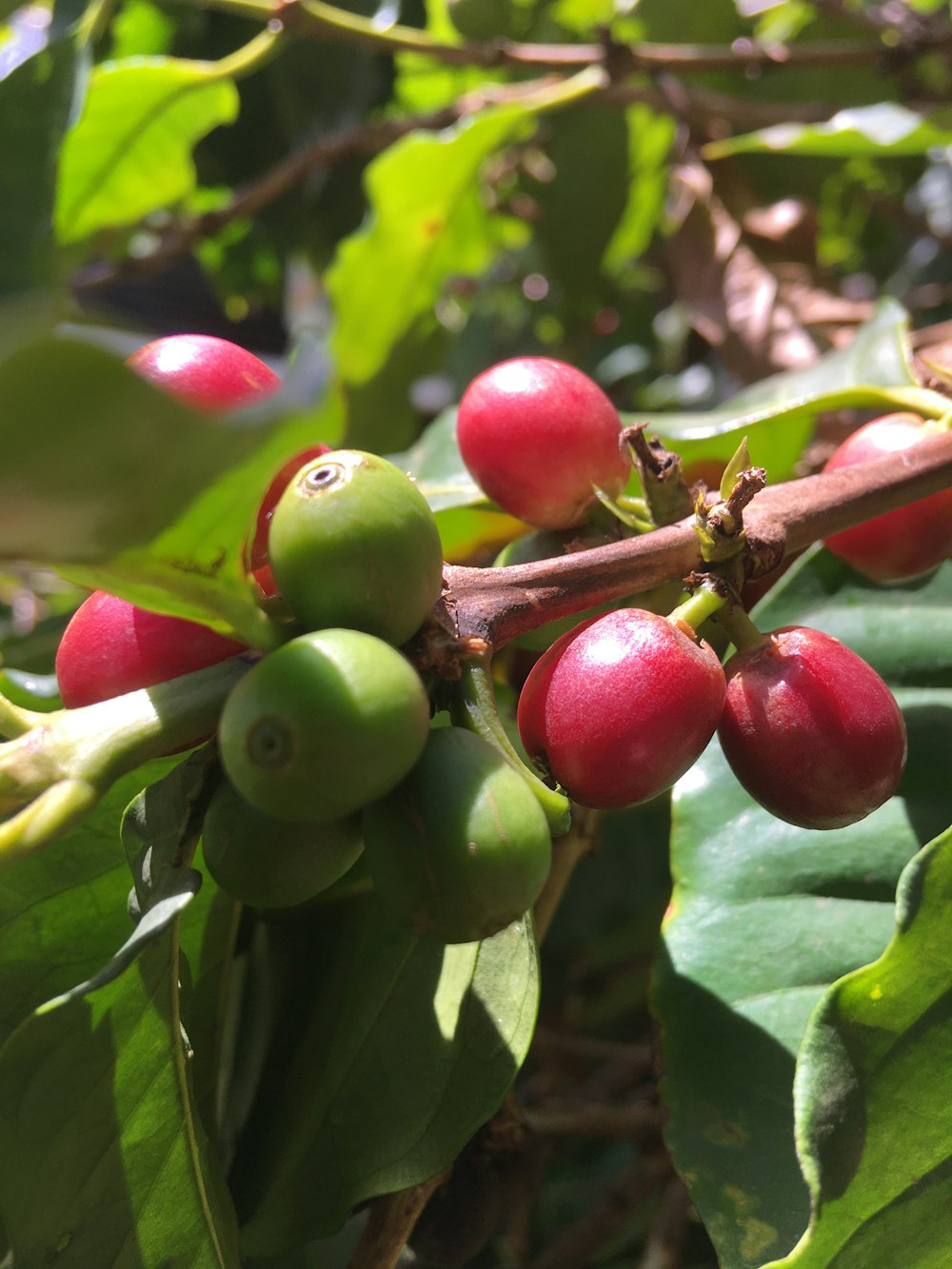 a close up of some berries on a tree