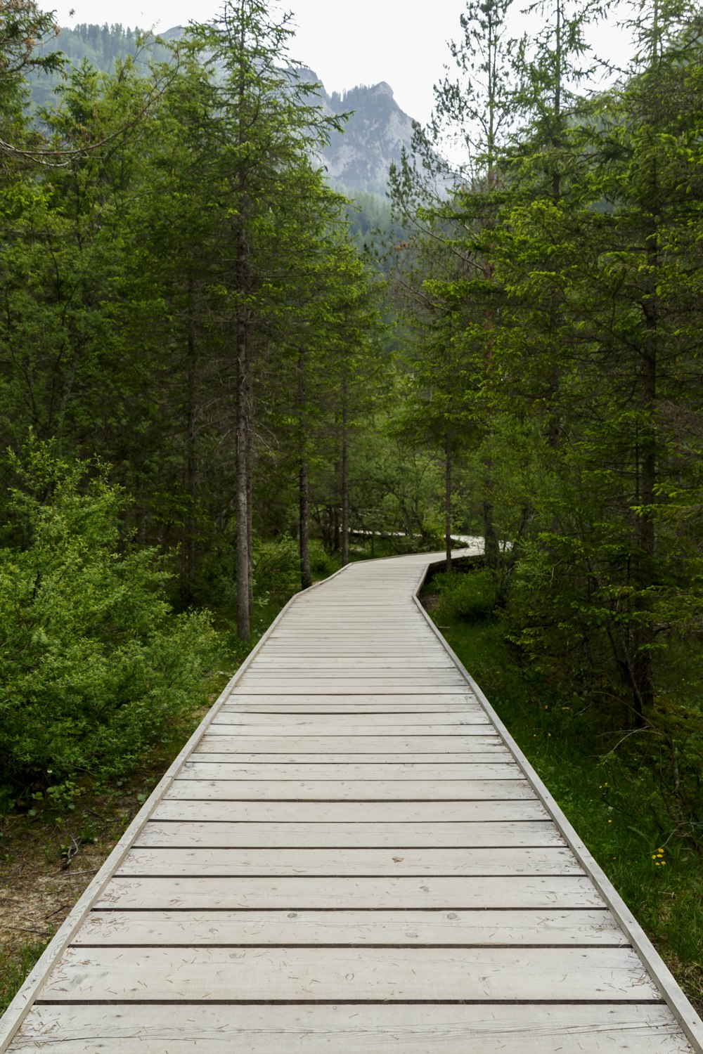 a wooden walkway in the middle of a forest