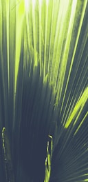 a close up of a large green leaf