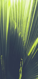 a close up of a large green leaf
