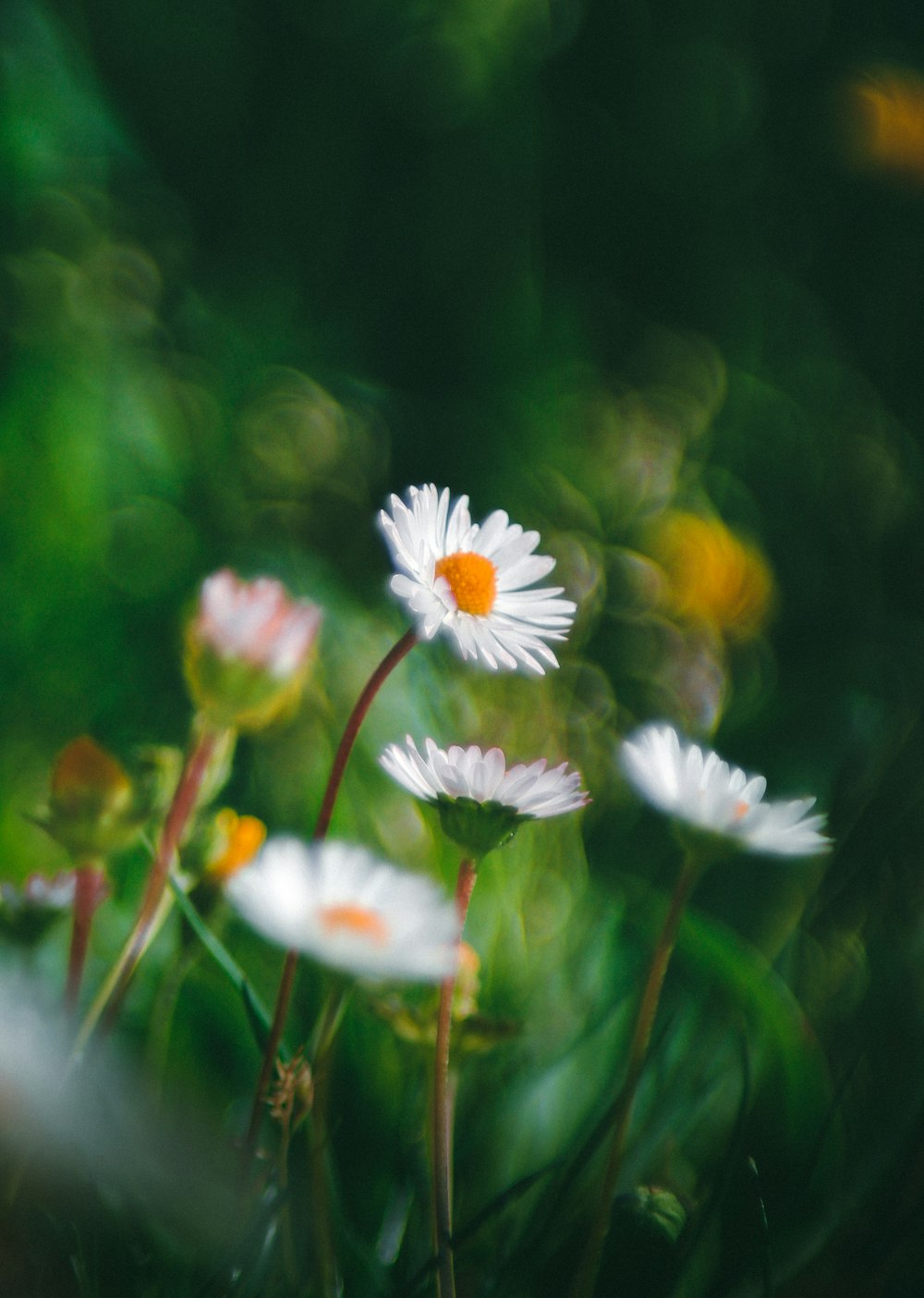 a close up of a bunch of daisies in a field