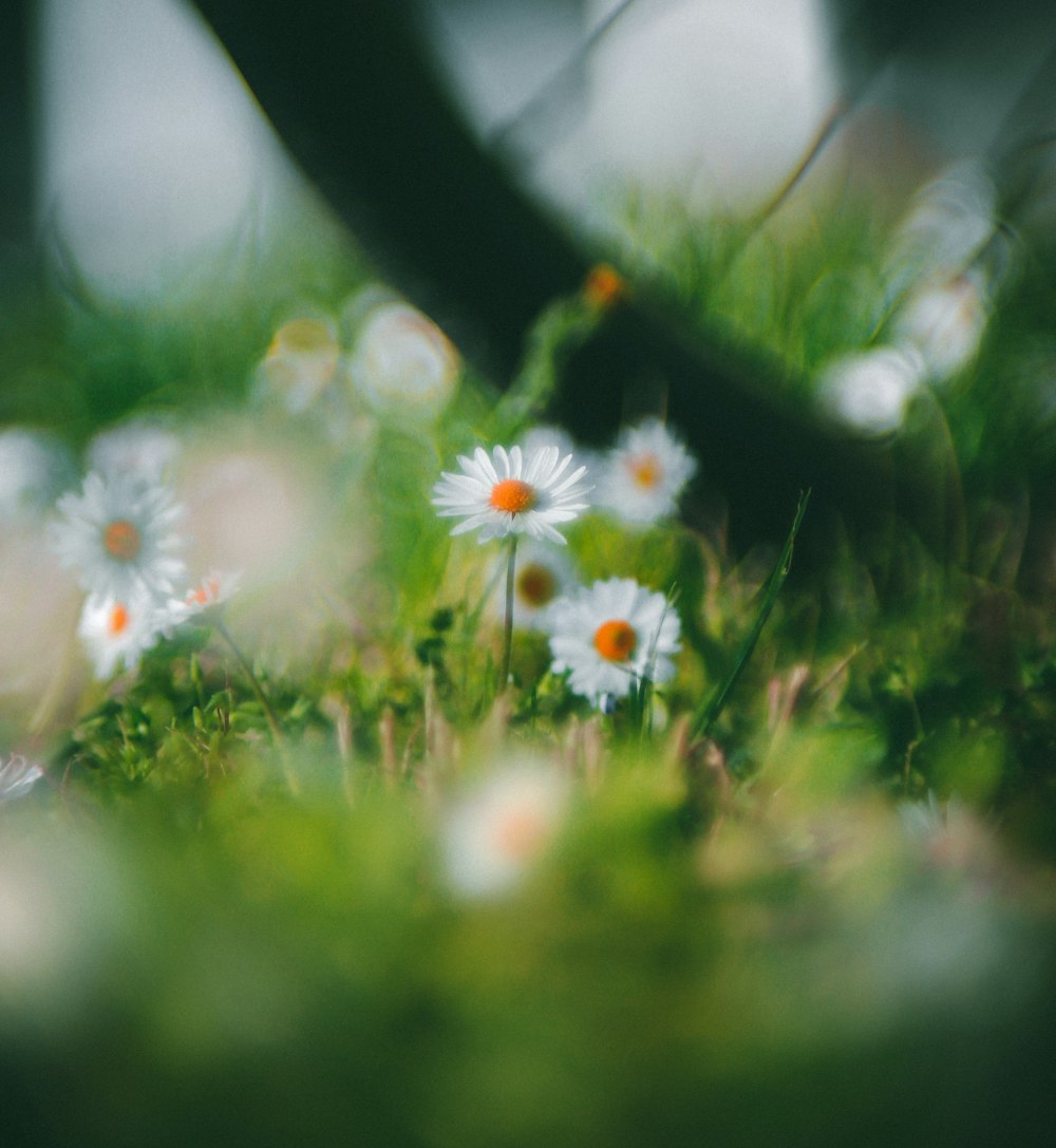 a bunch of daisies that are in the grass