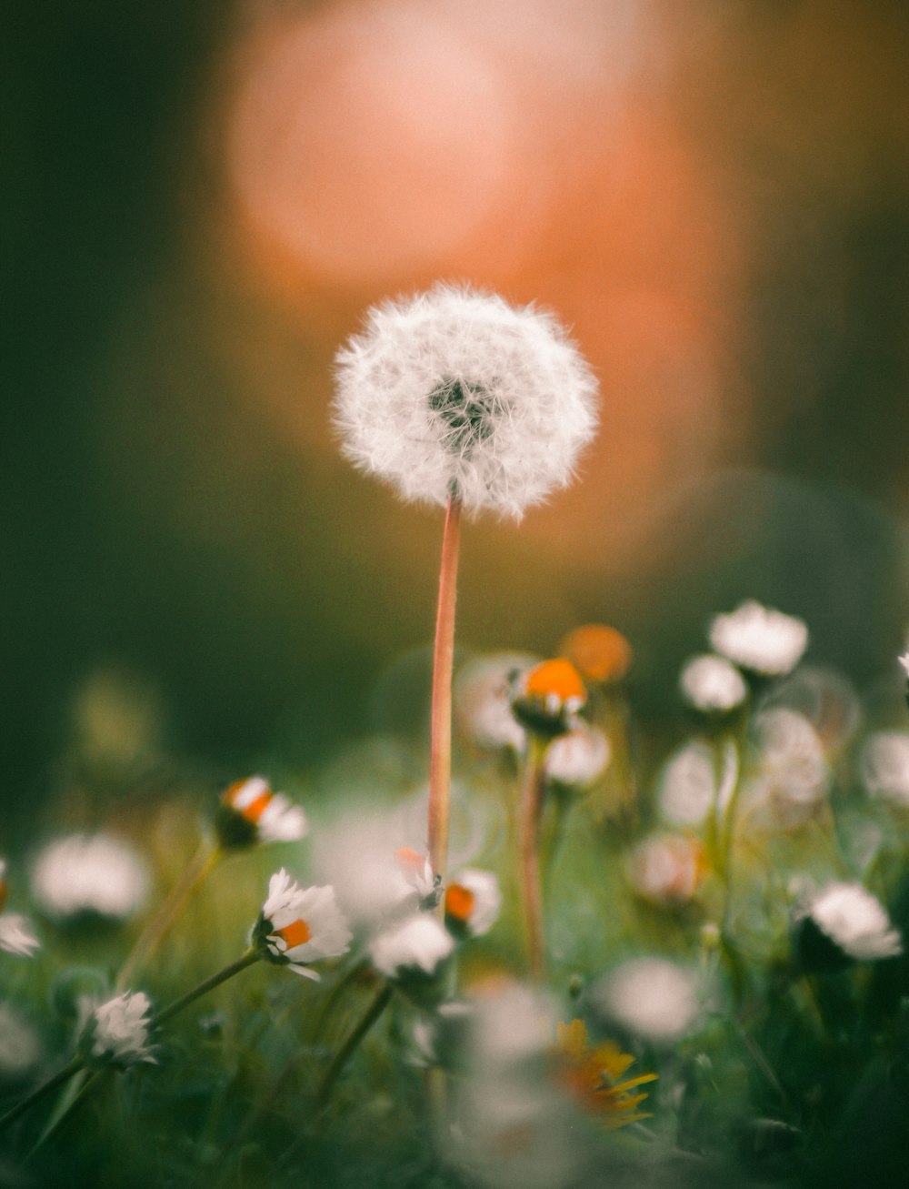 a close up of a dandelion in a field of flowers